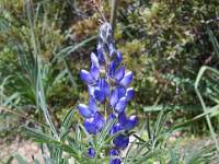 044 Blumen am Monte Nai